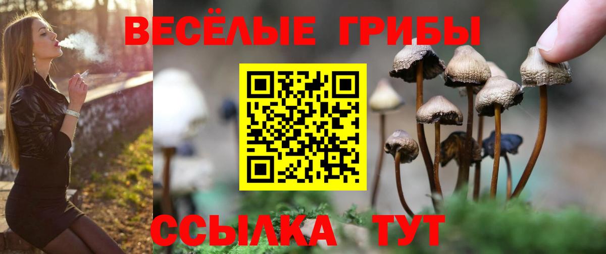 Камышин  Псилоцибиновые грибы мицелий  Вход с VPN 